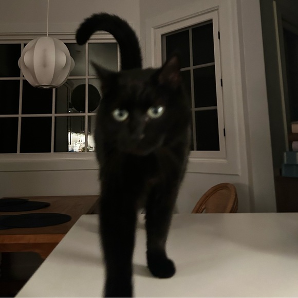 mooskit